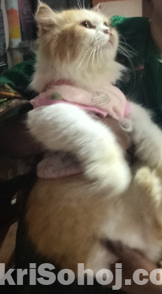 Persian Cat